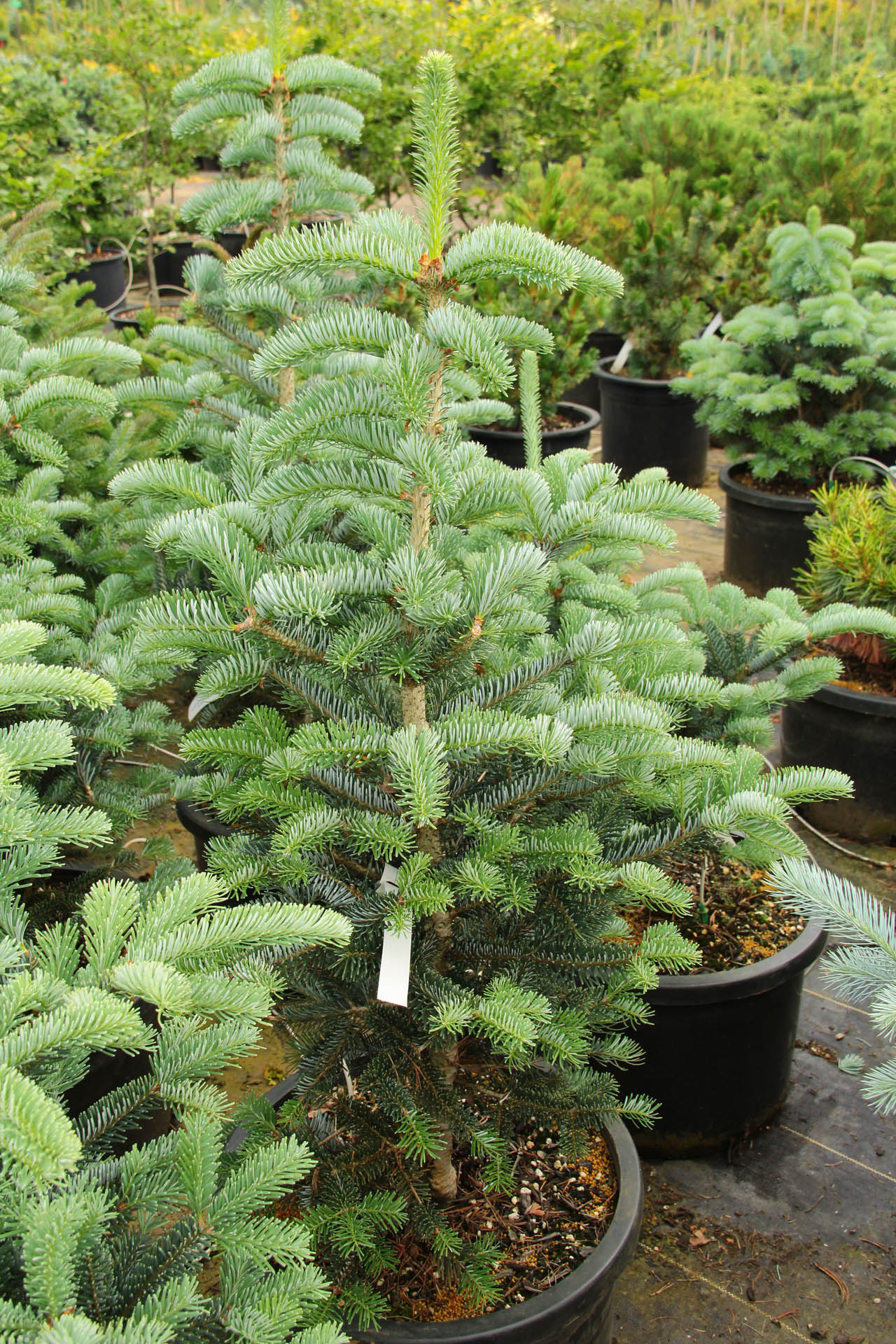 Abies koreana x lasiocarpa 
